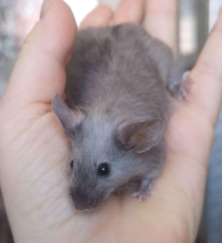 Fancy mouse Deceased Mus musculus 
