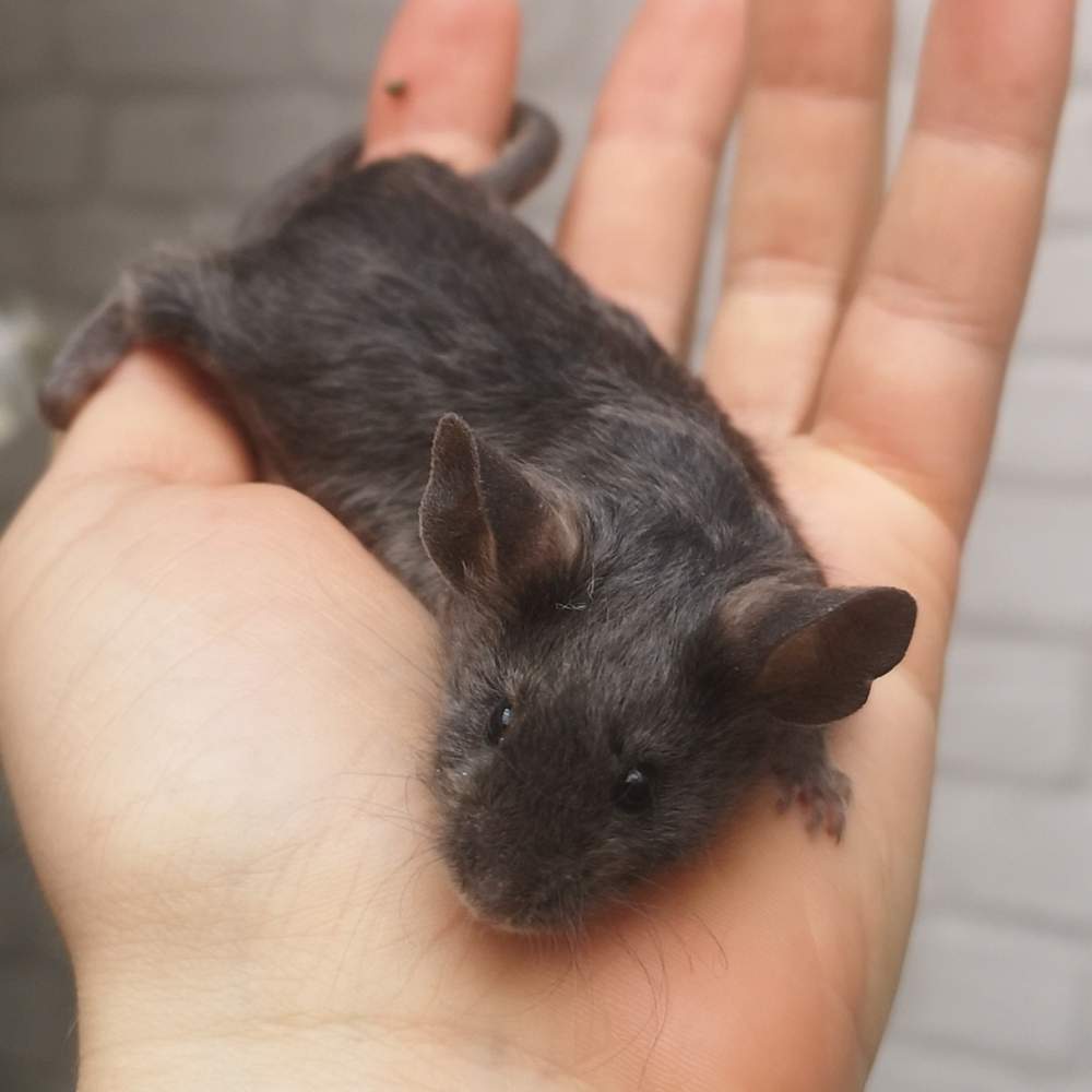 Fancy mouse Breeder Mus musculus 