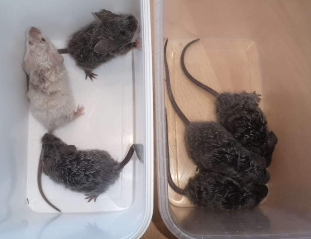 Fancy mouse Pet only Mus musculus 