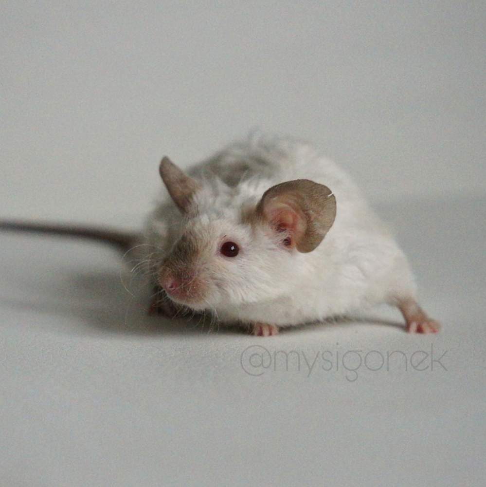 Fancy mouse Rehomed Mus musculus 