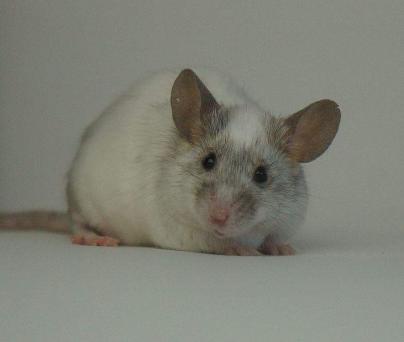 Fancy mouse Retired Mus musculus 