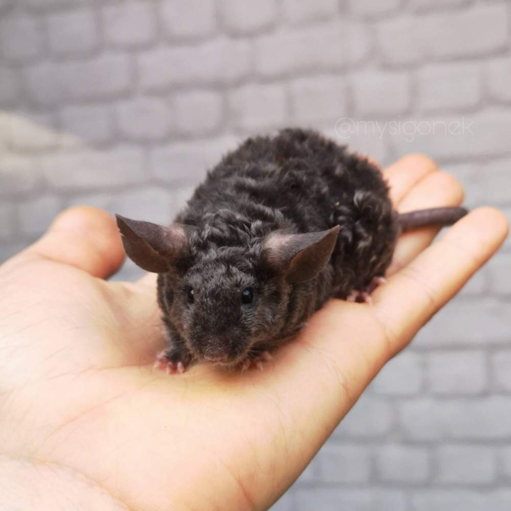 Fancy mouse Breeder Mus musculus 