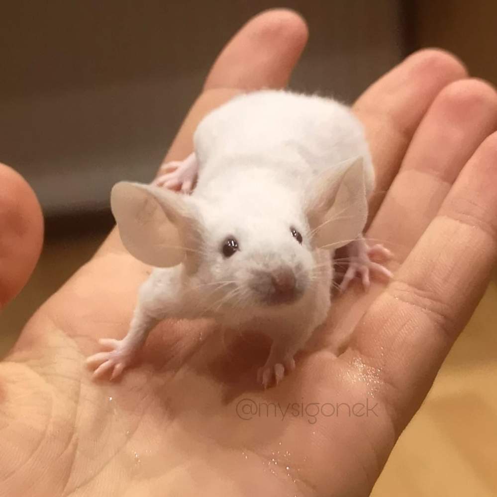 Fancy mouse Pet only Mus musculus 