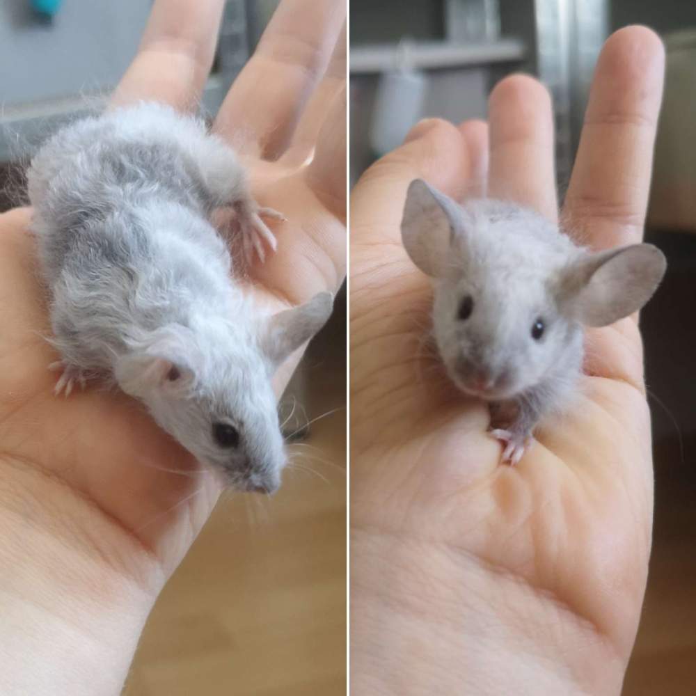 Fancy mouse Breeder Mus musculus 