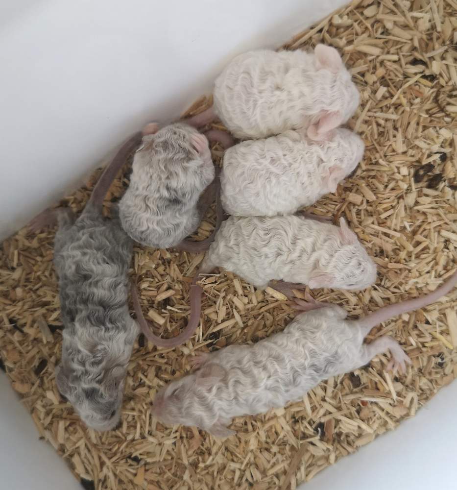 Fancy mouse Breeder Mus musculus 