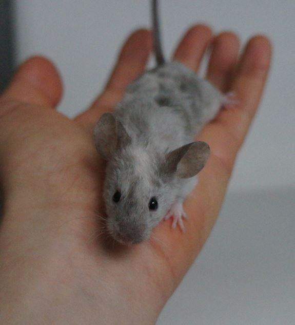 Fancy mouse Rehomed Mus musculus 