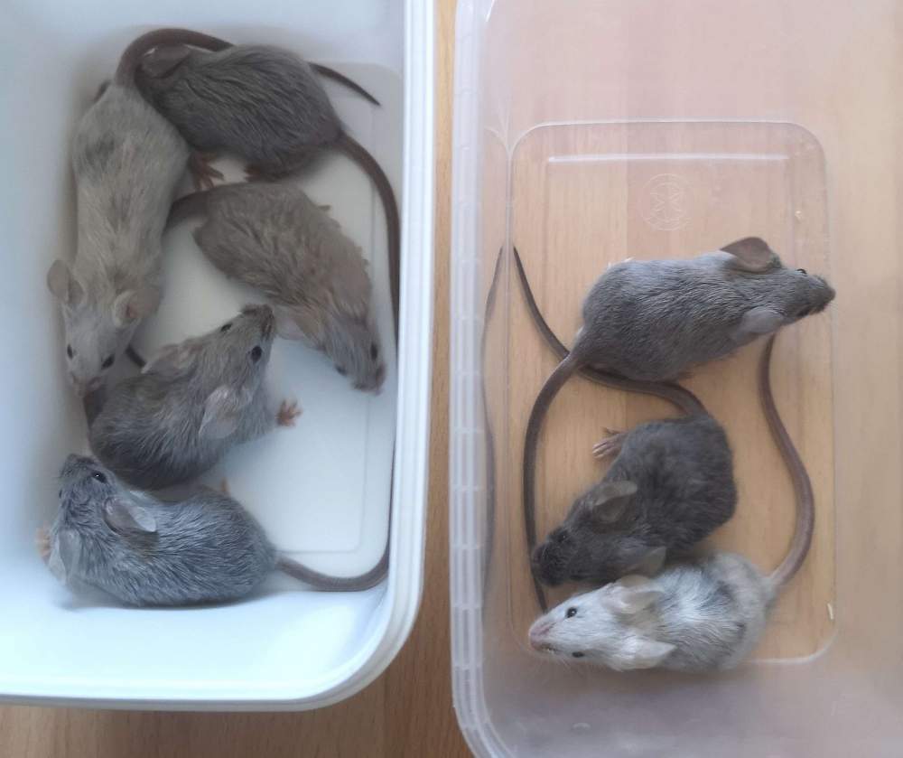 Fancy mouse Breeder Mus musculus 