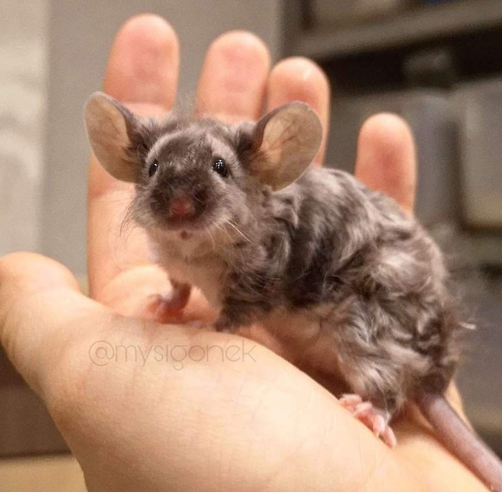 Fancy mouse Pet only Mus musculus 