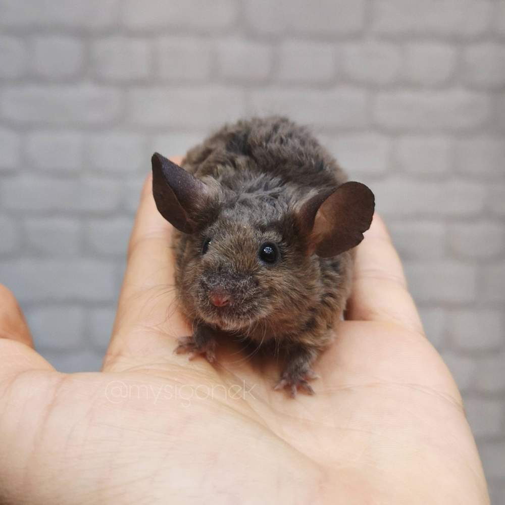 Fancy mouse Breeder Mus musculus 
