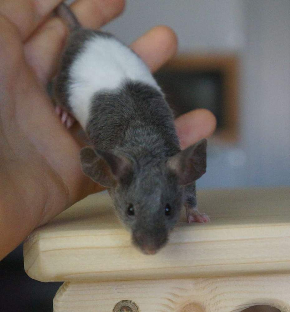 Fancy mouse Breeder Mus musculus 