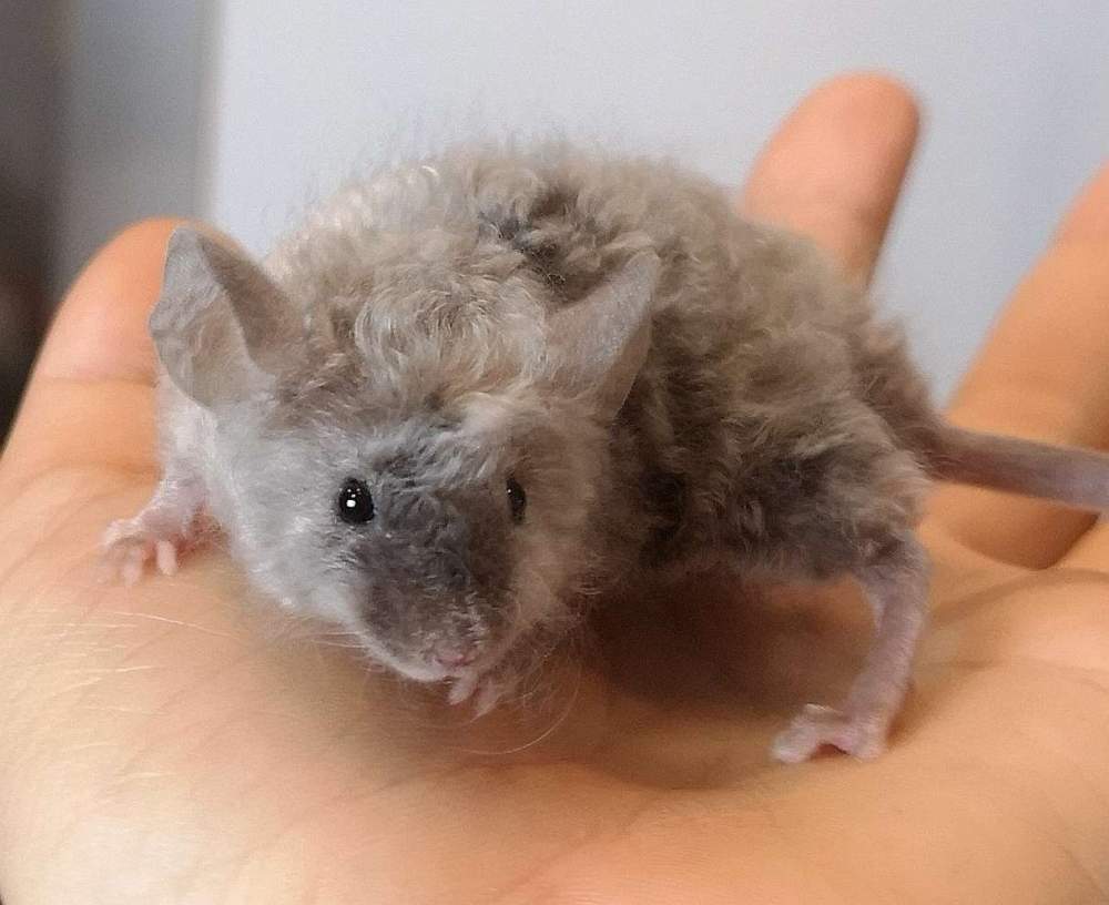 Fancy mouse Pet only LITTER R12 10504