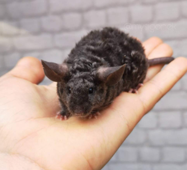 Fancy mouse Breeder Mus musculus 