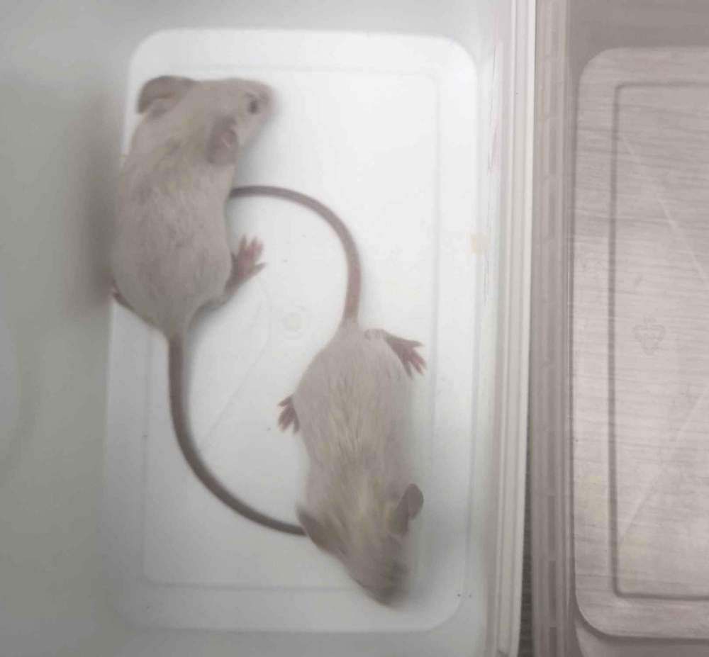 Fancy mouse Breeder Mus musculus 