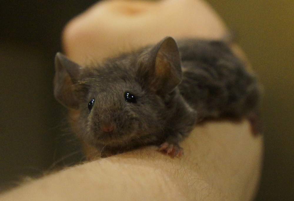 Fancy mouse Breeder Mus musculus 