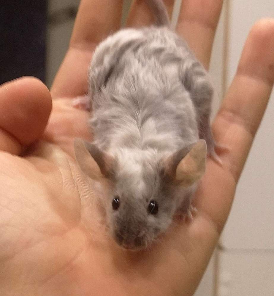 Fancy mouse Breeder Mus musculus 