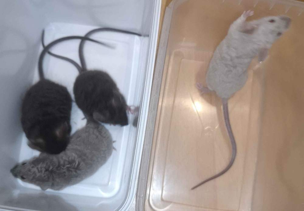Fancy mouse Breeder Mus musculus 