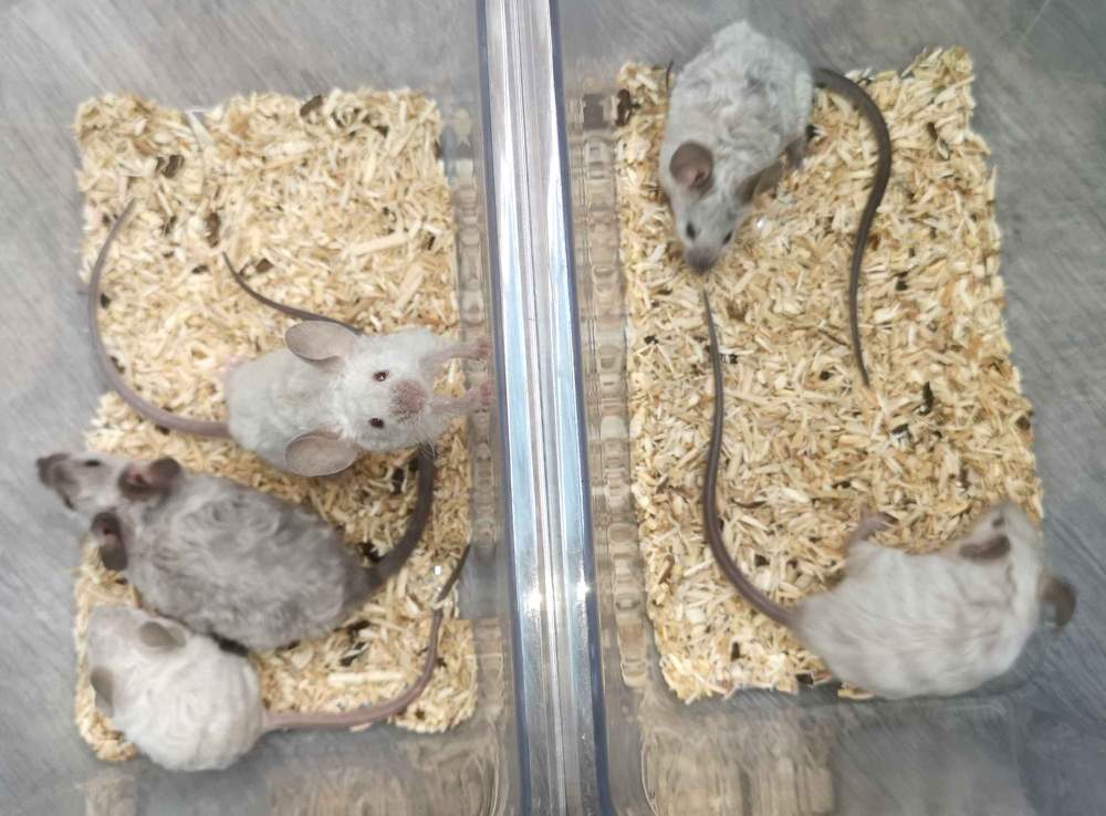 Fancy mouse Breeder Mus musculus 