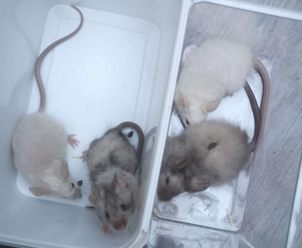 Fancy mouse Breeder Mus musculus 