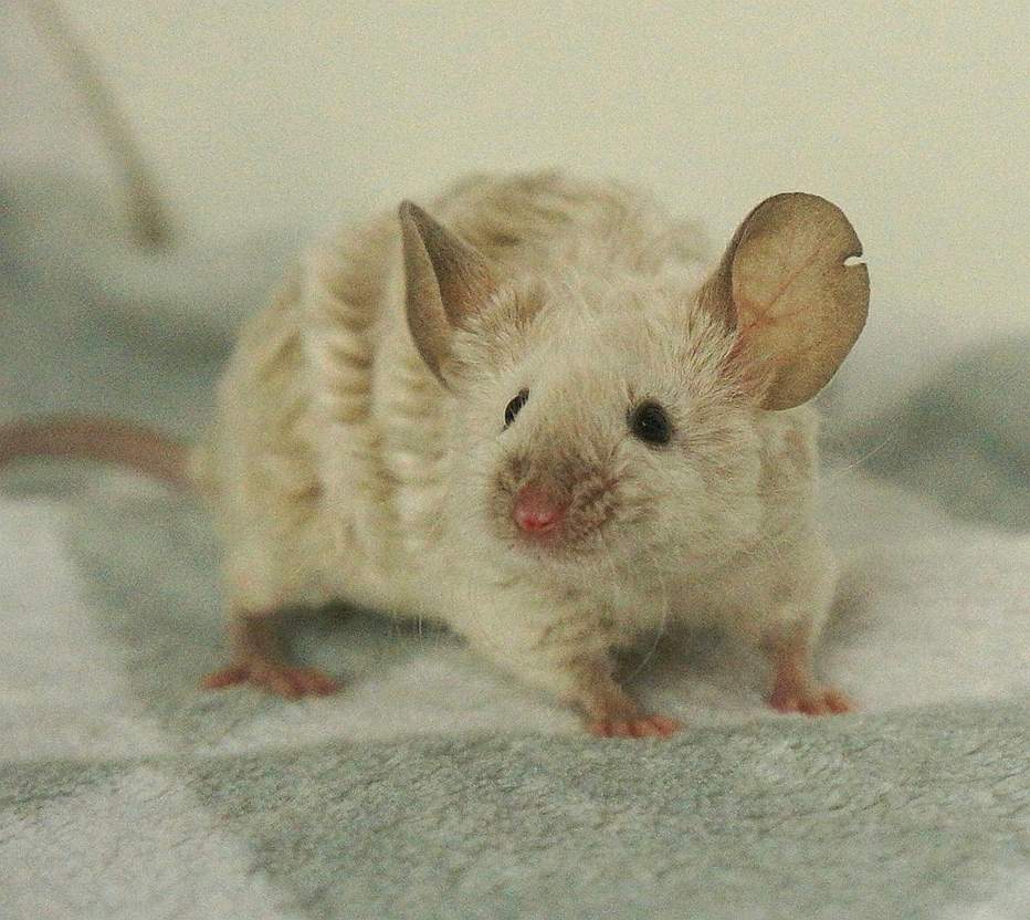 Fancy mouse Pet only Mus musculus 