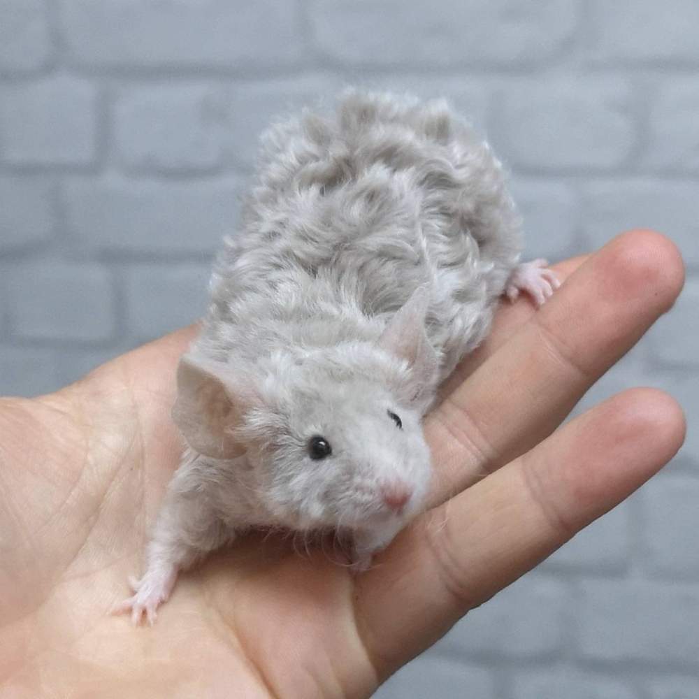 Fancy mouse Breeder Mus musculus 