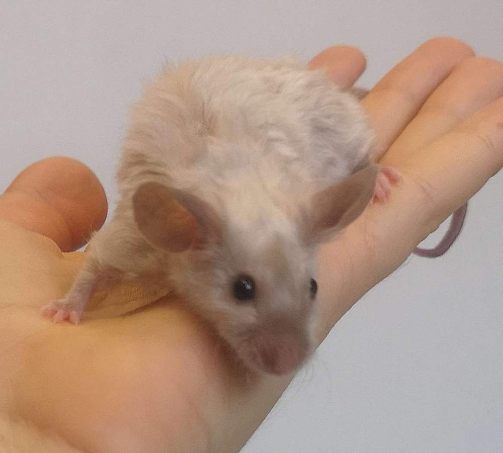 Fancy mouse Rehomed Mus musculus 