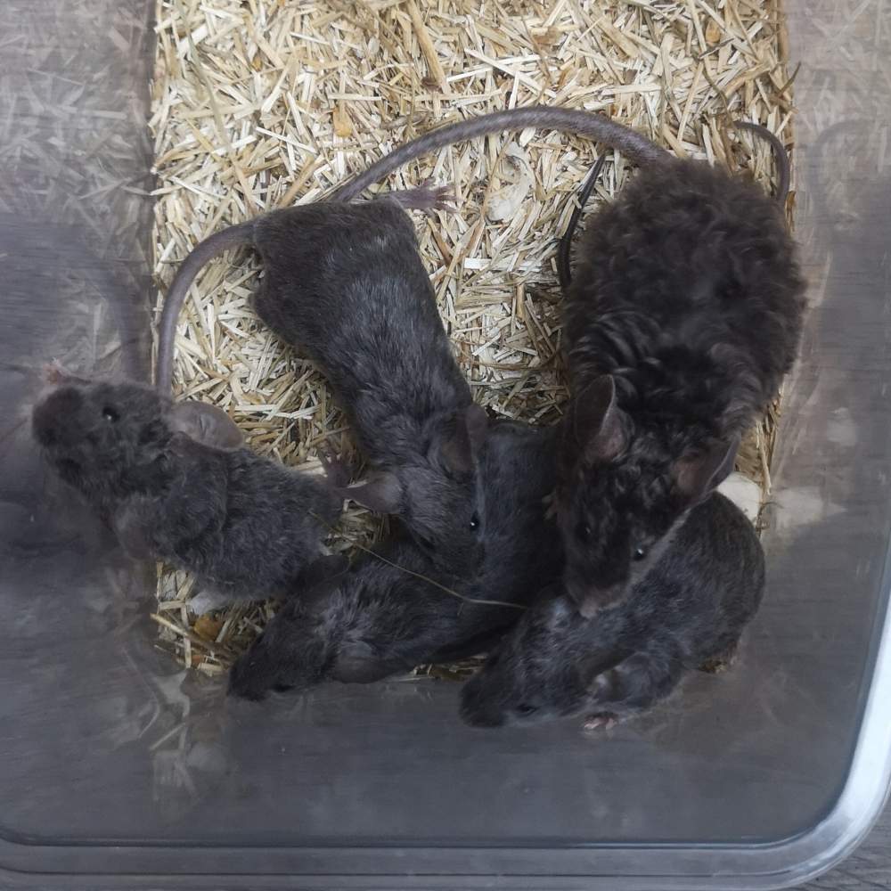 Fancy mouse Breeder Mus musculus 