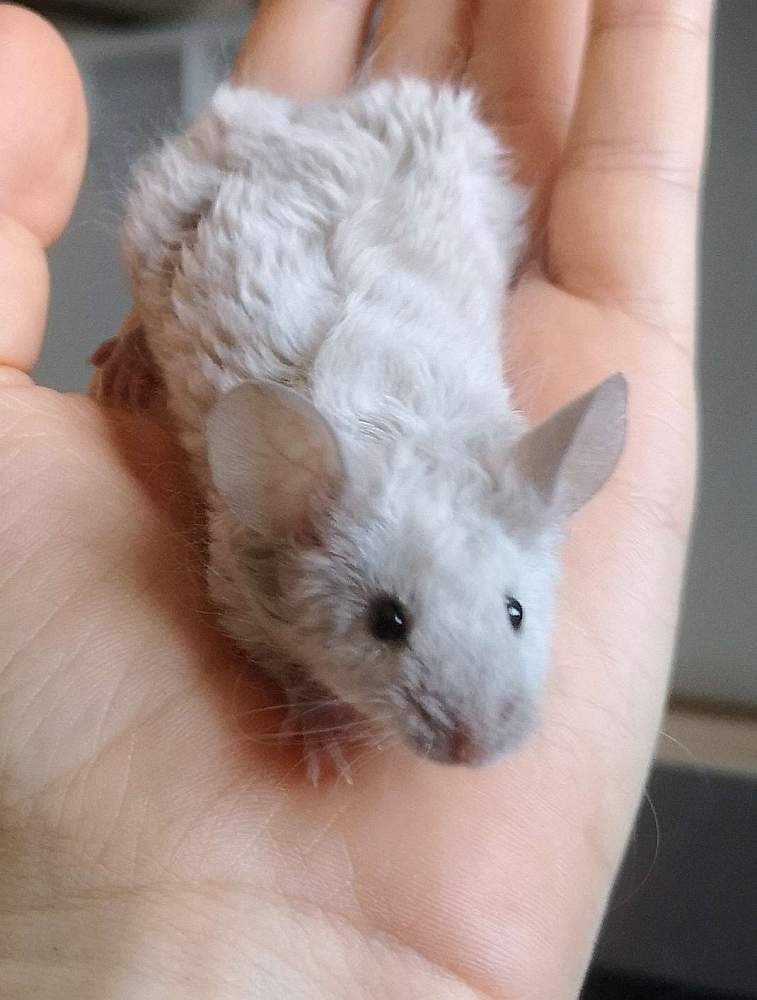 Fancy mouse Deceased Mus musculus 