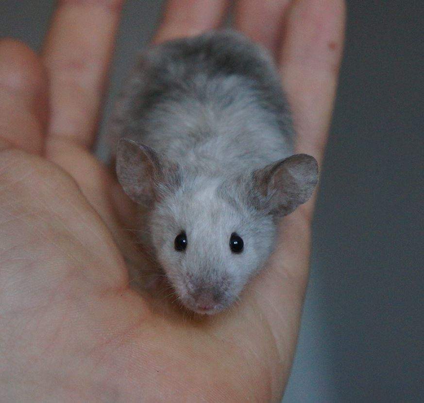 Fancy mouse Rehomed Mus musculus 