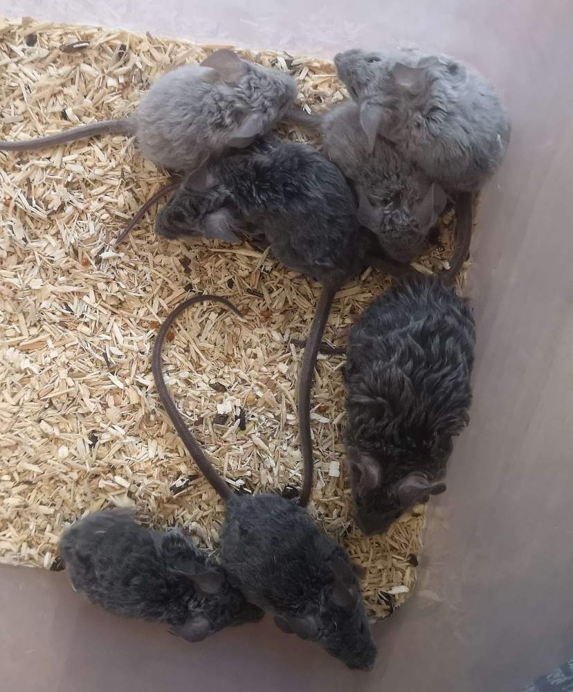 Fancy mouse Breeder Mus musculus 