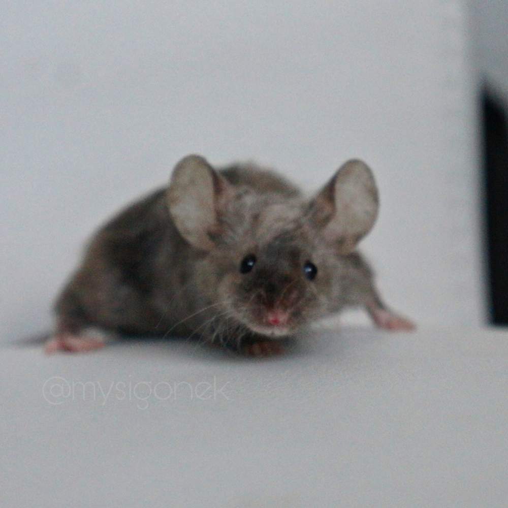 Fancy mouse Rehomed Mus musculus 