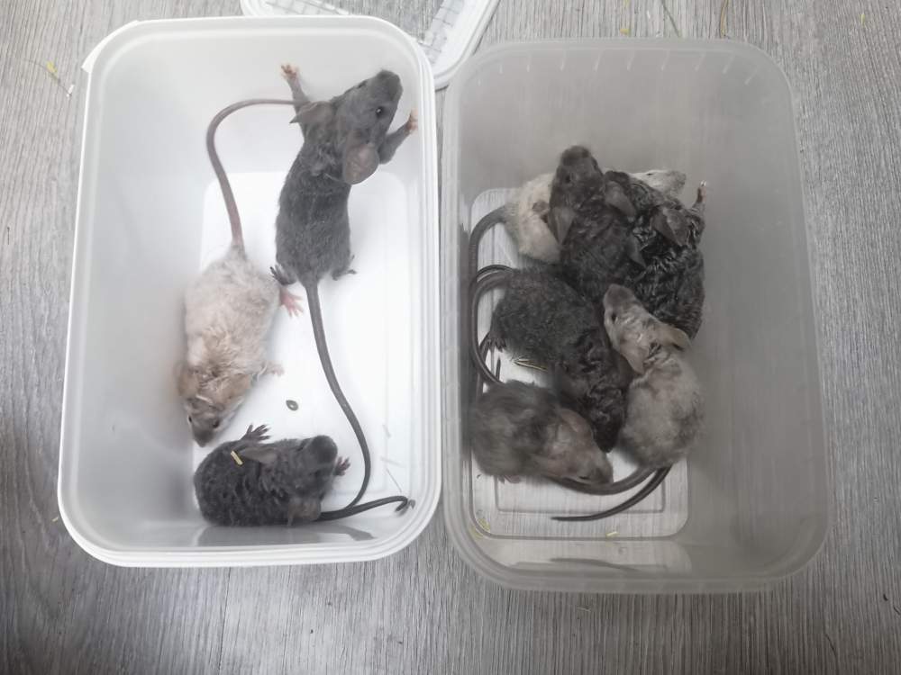 Fancy mouse Breeder Mus musculus 