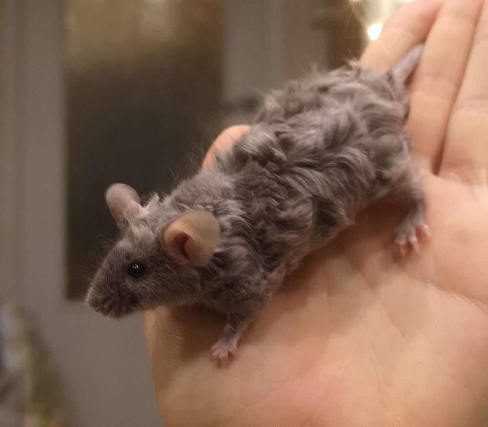Fancy mouse Breeder Mus musculus 