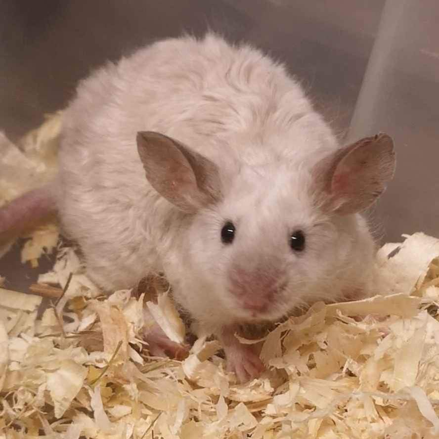 Fancy mouse Breeder Mus musculus 
