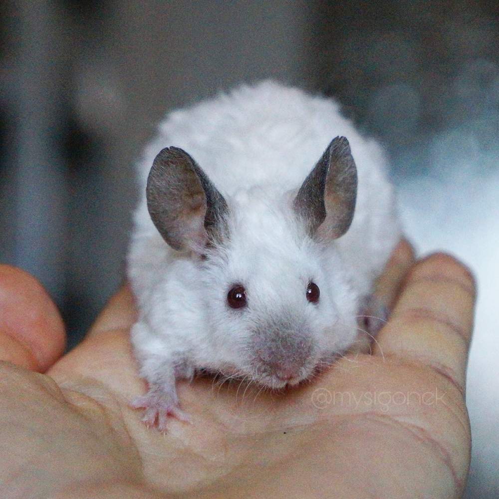 Fancy mouse Pet only Mus musculus 