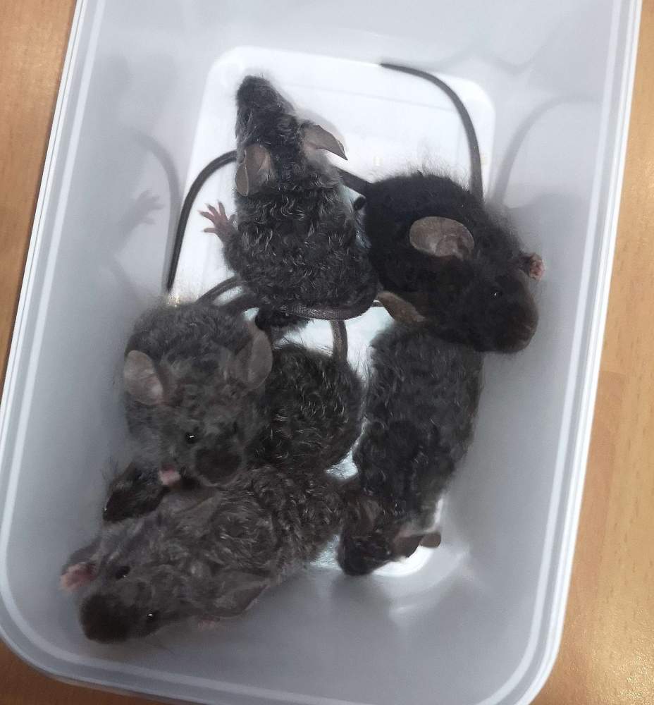 Fancy mouse Pet only Mus musculus 