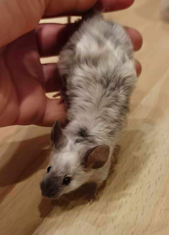 Fancy mouse Deceased Mus musculus 