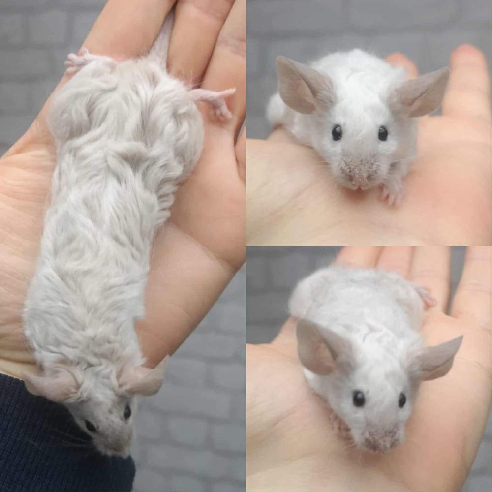 Fancy mouse Pet only Mus musculus 
