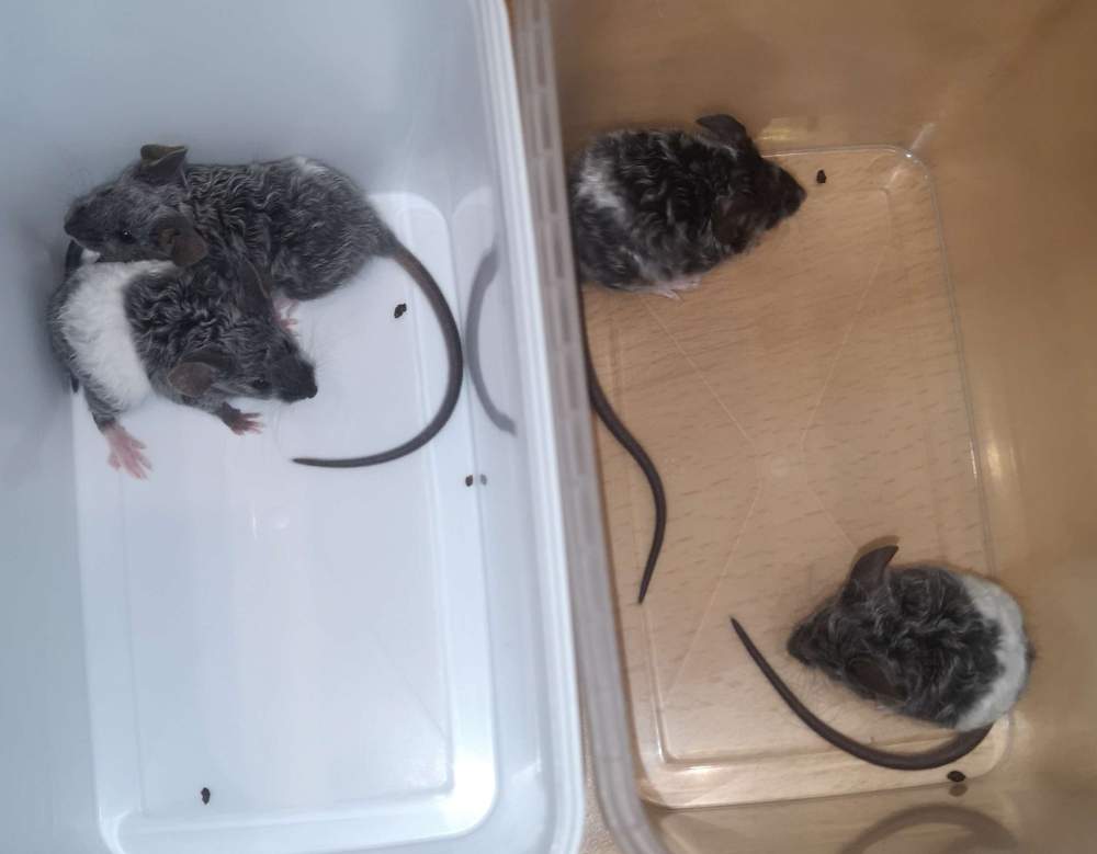 Fancy mouse Pet only Mus musculus 