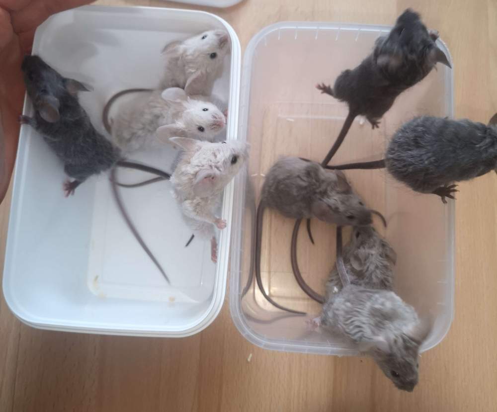 Fancy mouse Pet only Mus musculus 