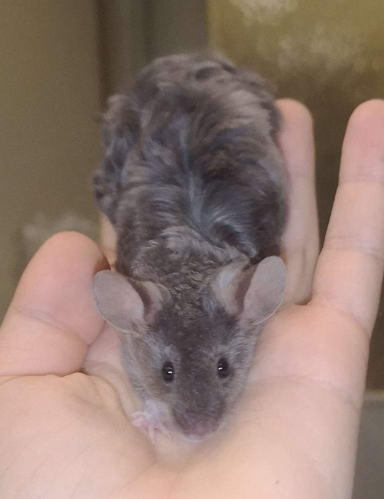Fancy mouse Deceased Mus musculus 