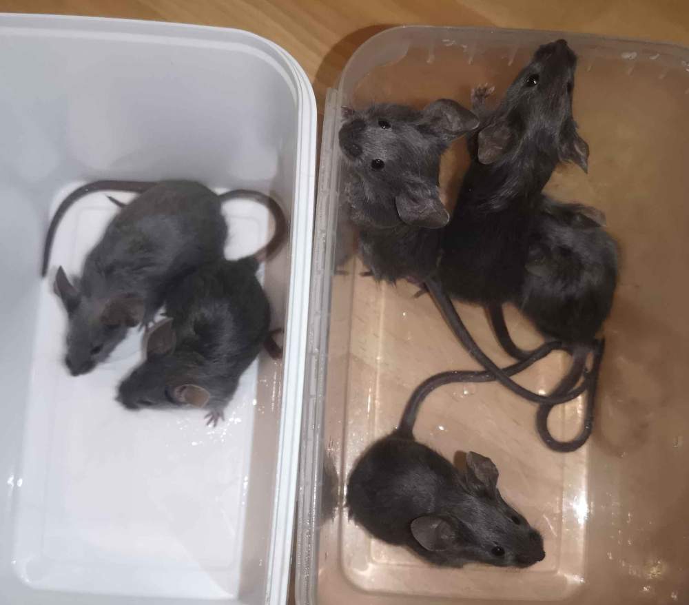 Fancy mouse Breeder Mus musculus 