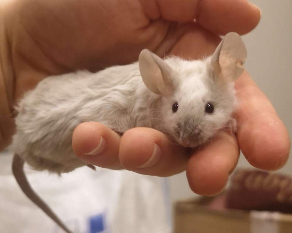 Fancy mouse Breeder Mus musculus 