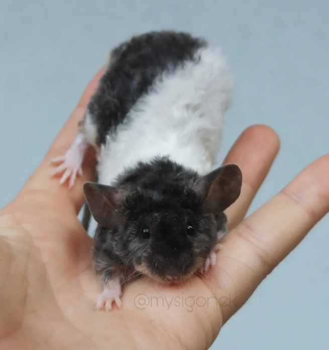 Fancy mouse Breeder Mus musculus 