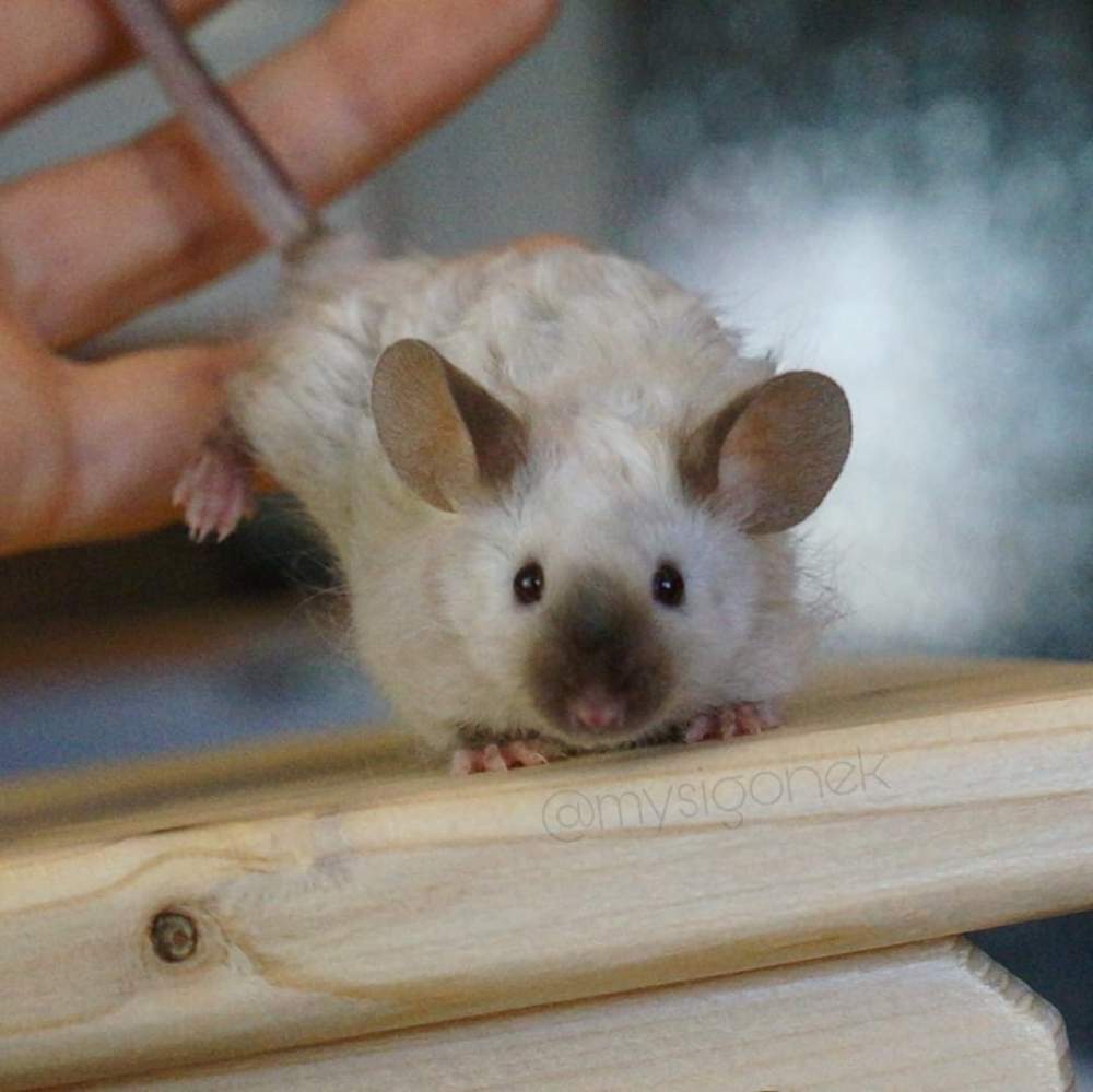 Fancy mouse Breeder Mus musculus 