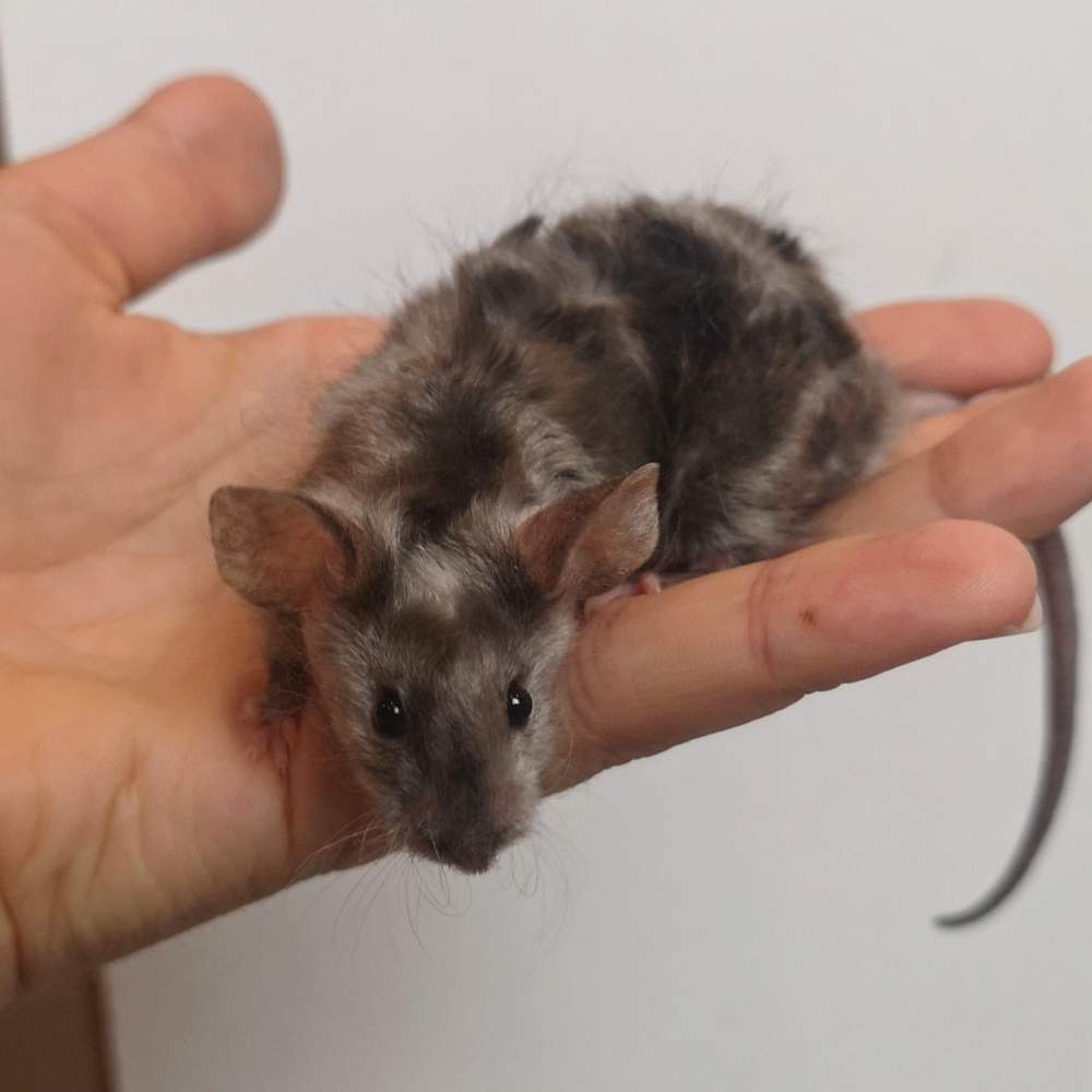 Fancy mouse Rehomed Mus musculus 