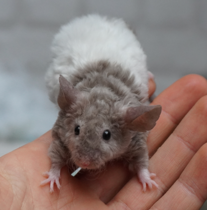 Fancy mouse Pet only Mus musculus 