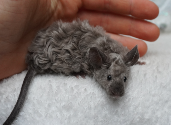 Fancy mouse Breeder Mus musculus 