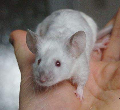 Fancy mouse Pet only Mus musculus 