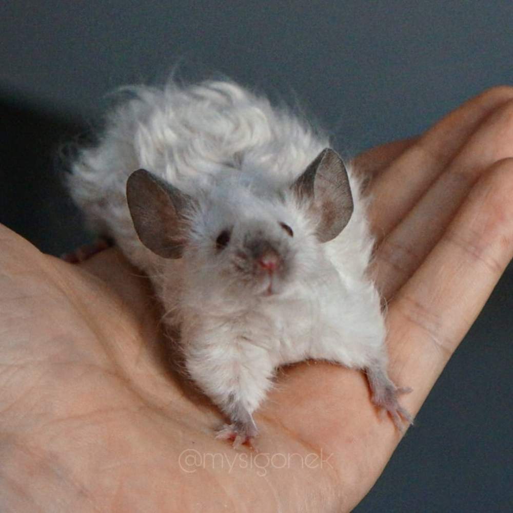 Fancy mouse Deceased Mus musculus 
