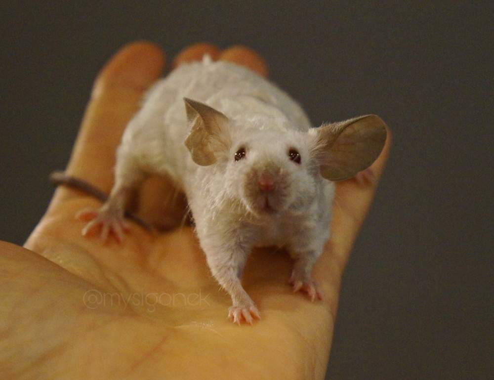 Fancy mouse Deceased Mus musculus 
